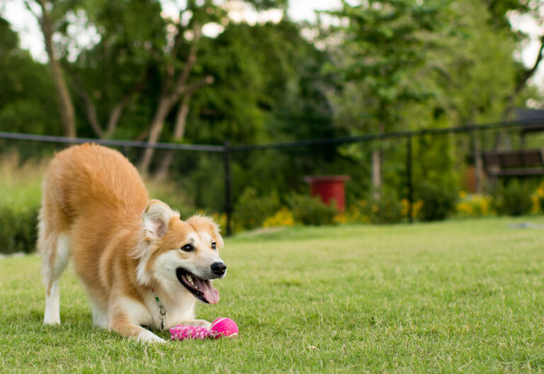Estado proíbe acorrentamento de pets e delimita novas regras para o bem-estar animal