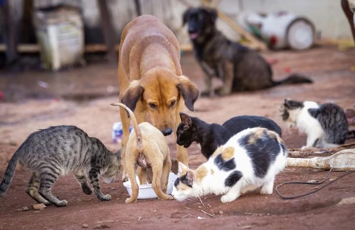 Feijoada beneficente arrecada recursos para proteção de animais de rua em Adamantina