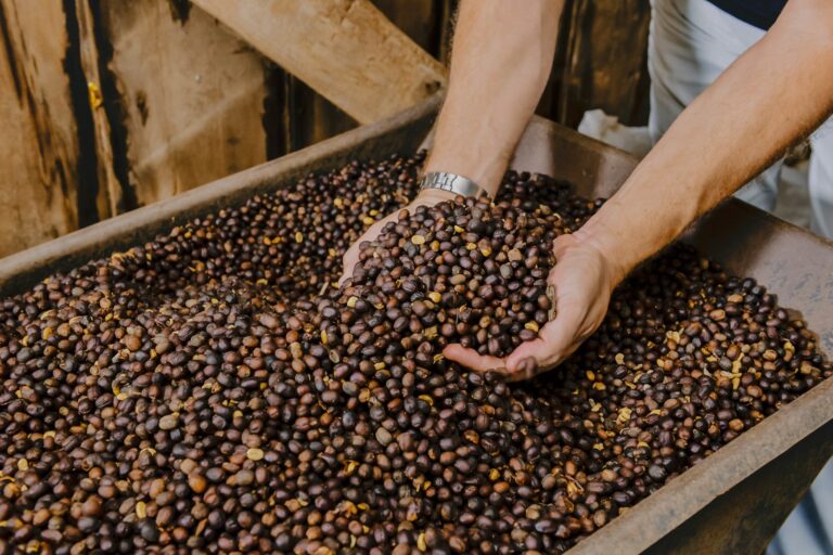 Concurso do Café Arábica promove capacitação e premiação em Pacaembu