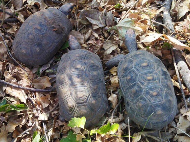Idoso é multado por manter jabutis em cativeiro, em Lucélia