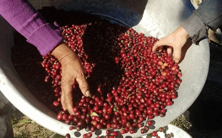 Café Arábica da Nova Alta Paulista conquista Indicação Geográfica com apoio do Sebrae-SP