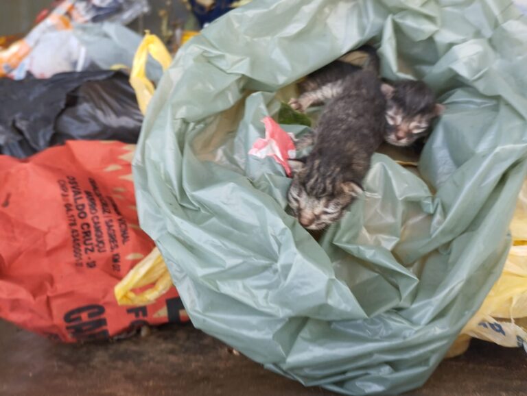Filhotes de gatos são resgatados após serem encontrados no lixo em Adamantina
