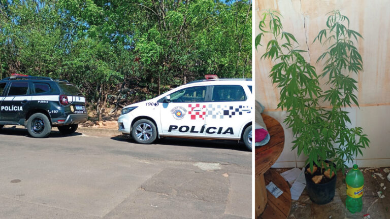 Polícias Civil e Militar apreendem pé de maconha em residência de Flórida Paulista
