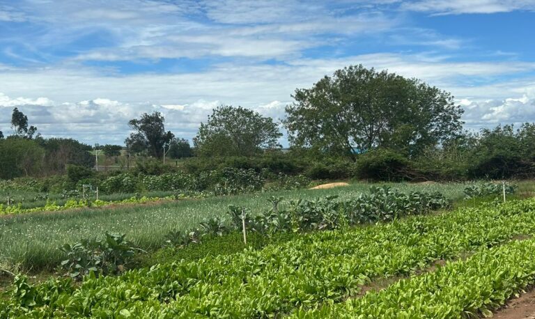 Prefeitura explica indicação de área para construção de 40 casas populares em Adamantina