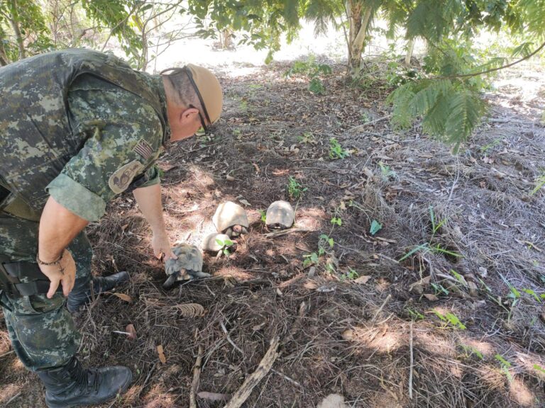 Homem é multado em R$ 3 mil por manter jabutis em cativeiro no Mário Covas, em Adamantina