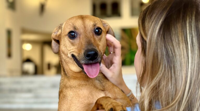 Estado sanciona lei que autoriza o sepultamento de cães e gatos em jazigos familiares
