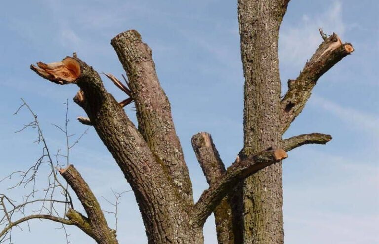 Prefeitura de Adamantina intensifica fiscalização contra podas drásticas de árvores