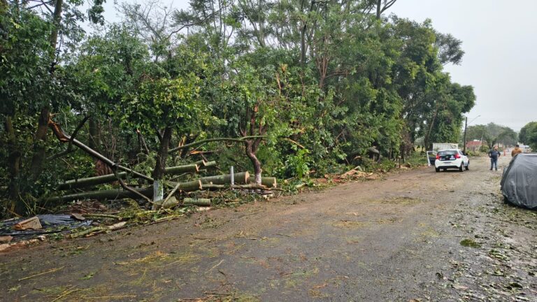 Árvores serão removidas preventivamente de área verde da Estância Dorigo após temporais em Adamantina